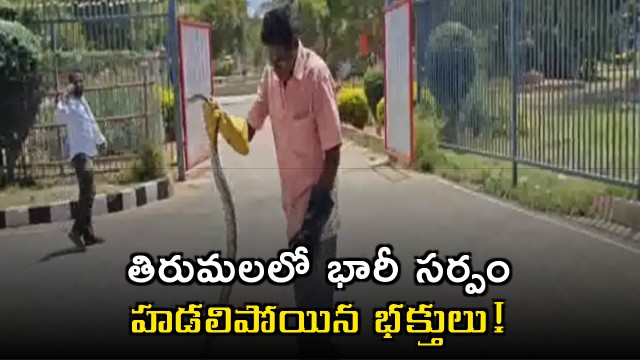 Massive snake in Tirumala Devotees terrified