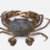 MPEDA RGCAs  mud crab hatchery tech grants patent