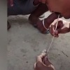Man saved a snake life by giving breath to it