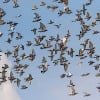 Ten thousand pigeons missing in Britain 