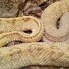 missing python  found  in shopping mall