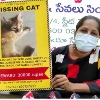 Cat missing in Hyderabad