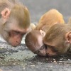 China reports first human death from Monkey B Virus