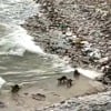  Water Dogs at Ngarjuna Sagar project