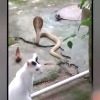 Pet cat stops raging cobra
