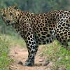 Leopard attacked couple while going to singarikona