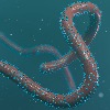 New deadly virus identified in Africa