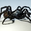 Australian researchers found spider poison useful in heart attack treatment