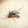 World Mosquito Day 2021: Everything you need to know about mosquito-borne diseases and its impacts