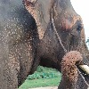 2 female elephants electrocuted in Assam