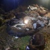 18 calves death case: 10 arrested in Karnataka's Hassan