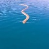 sea snake follows youtuber video goes viral