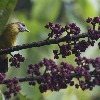 Australia identified as 'transmission hotspot' for deadly avian malaria