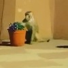 UP BJP leader's wife jumps off terrace to escape monkey attack, dies