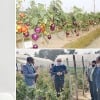 An Innovative Technology to produce Brinjal and Tomato in the same plant