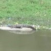 Huge Crocodile spotted in Musi River