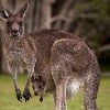 Hyderabad Zoo to get two pairs of Eastern Grey Kangaroos from Japan