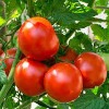 Tomato Rate Crossed Rs 90 in Kolkata