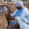Goat Milk Price Raised 10 fold suddenly