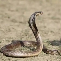 Snake Bit 3 in a family 3 month old kid dies