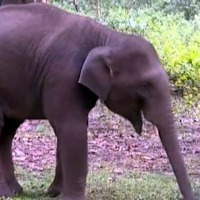 Elephant Calf Named After Puneeth Rajkumar