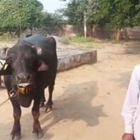 Farmer complains police that his buffalo not giving milk