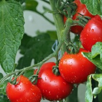 Tomato Rate Crossed Rs 100 in open market