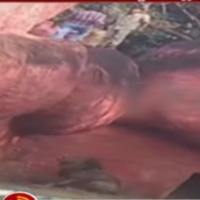 Man creates high tension in Hyderabad Zoo