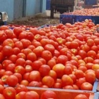 tomato rate downfall in andhra pradesh