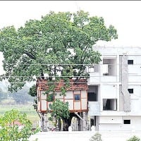 man built home without cutting tree