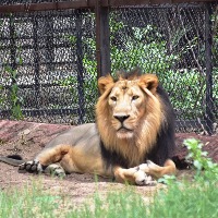 Upasana adopts pair of Asiatic lions at Hyderabad Zoo