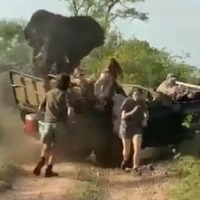 Elephant attacks tourists vehicle on South Africa safari
