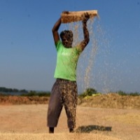 TRS to boycott Parliament session on issue of paddy procurement