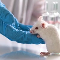 Taiwan Scientist Tested Positive for Covid After Mouse Bite