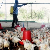 Keralas Kottayam reports 3 bird flu cases mass culling begins today