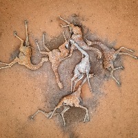 Giraffes Dying In Drought Stricken Kenya