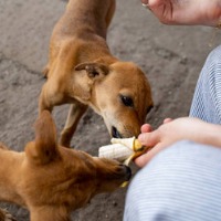 Residential Complex Committee imposes huge fine on a women for feeding stray dogs