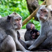 monkeys kill 250 dogs to take revenge in maharashtra