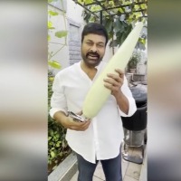 Chiranjeevi cultivates Bottle Gourd in his back yard 