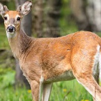 white tailed deers in us infected with corona
