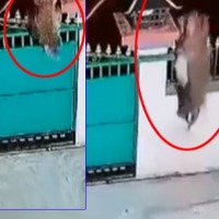 leopard jumps gate and attack on dog 