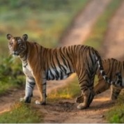 Covid test now mandatory to enter Pilibhit Tiger Reserve