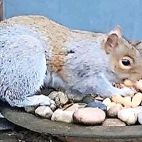 death sentence for psycho squirrel in britain