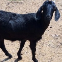 Police theft to goats for new year party In odisha