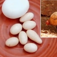 Eggs in the size of grapes Kerala hen takes internet  viral