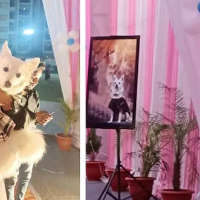 Dog gets a lavish party worth Rs 7 lakhs for its birthday in Ahmedabad