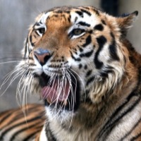 12-year-old girl dies in tiger attack