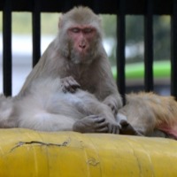 Monkeys snatch baby & throw in water tank