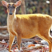 Barking Deer appeared in Telangana after 15 Years