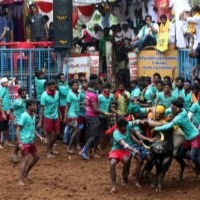 Jallikattu held in TN as part Pongal celebrations